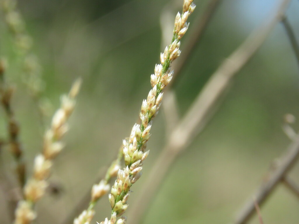 Sporobolus hancei