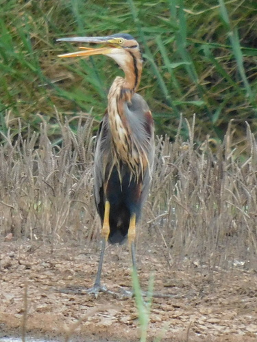Purple Heron