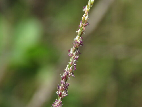 Sporobolus hancei iNat (1)