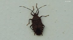 Urochela quadrinotata