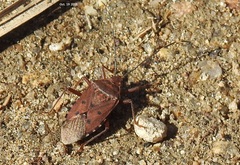 Urochela quadrinotata