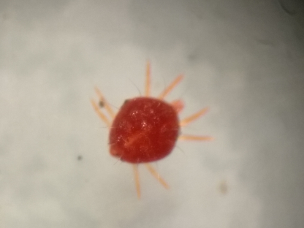 Stigmaeidae