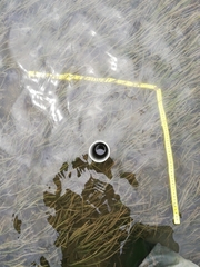 Zostera nigricaulis