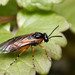 Bugle Sawfly - Photo (c) sylvester_k, some rights reserved (CC BY-NC), uploaded by sylvester_k