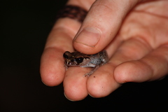 Leptobrachium