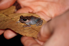 Leptobrachium