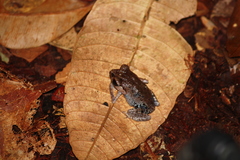 Leptobrachium