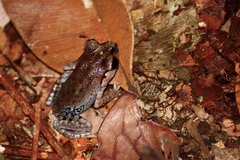 Leptobrachium