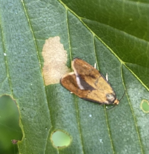 Brindled Tortrix, Technische Universiteit Eindhoven, Eindhoven, Brabant, NL, photo 8 of 10