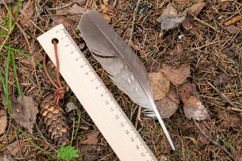 Plume de Autour des palombes