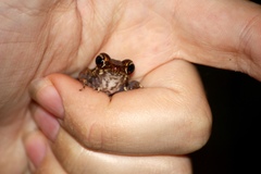 Pulchrana baramica