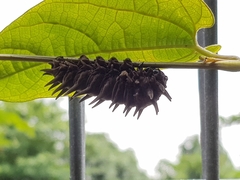 Troides helena cerberus