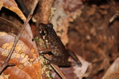 Pulchrana baramica