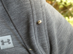 Calligrapha confluens