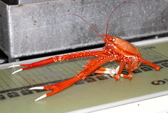 Eumunida picta