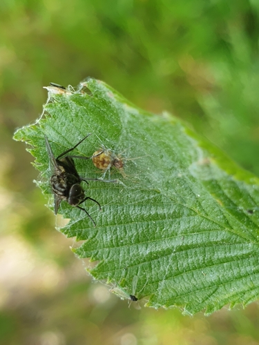 Nigma flavescens