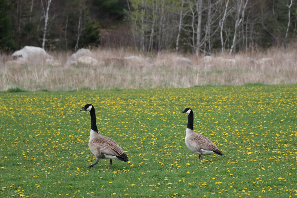 Canada Goose from Leiblin Park, Halifax, NS, Canada on May 16, 2023 at