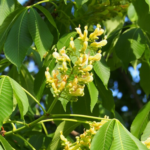 Aesculus X marylandica