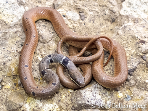 Collared Dwarf Racer