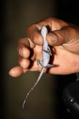 Cyrtodactylus consobrinus