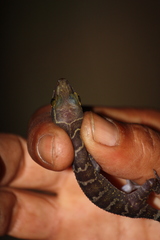 Cyrtodactylus consobrinus