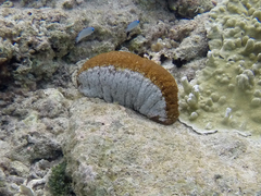 Actinopyga mauritiana image