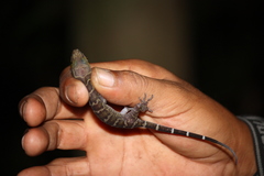 Cyrtodactylus consobrinus