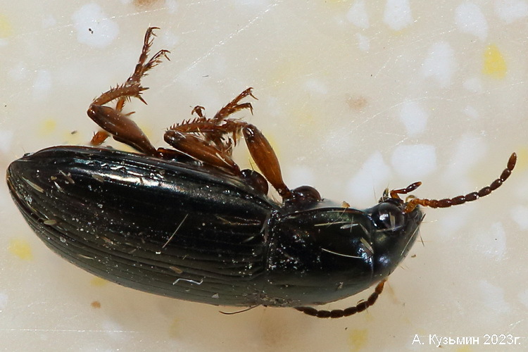 Жужелица Amara familiaris