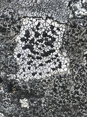 Lecidea tessellata
