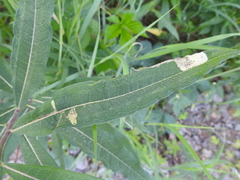 Mompha raschkiella