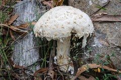 Amanita ananiceps