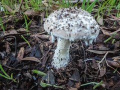 Amanita ananiceps