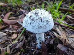 Amanita ananiceps