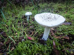 Amanita ananiceps