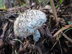 Amanita ananiceps