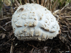 Amanita ananiceps