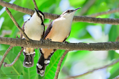 Campylorhynchus chiapensis