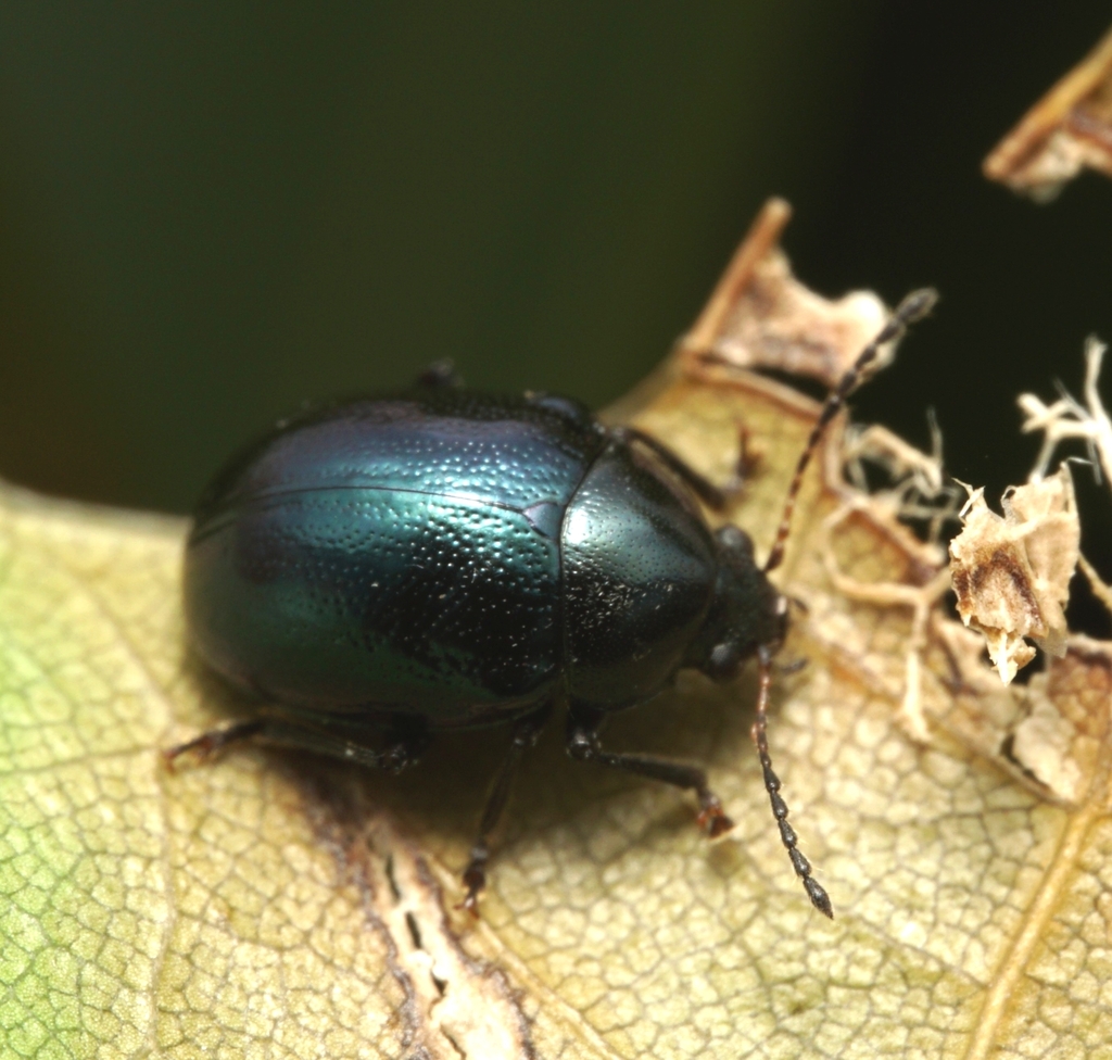 Brachypnoea tristis