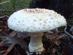 Amanita ananiceps