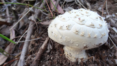 Amanita ananiceps