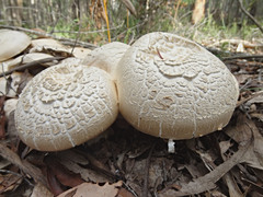 Amanita ochrophylla