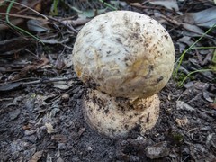 Amanita ochrophylla