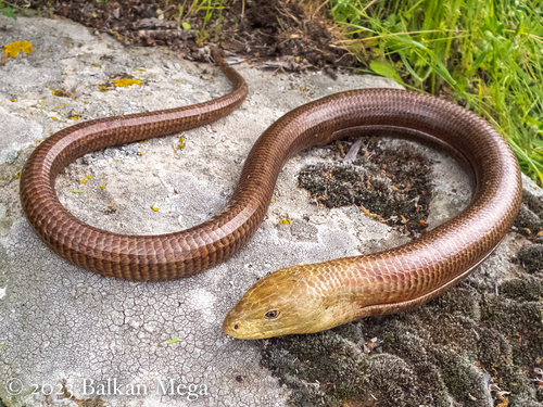 European Glass Lizard