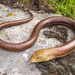 Thracian Glass Lizard - Photo (c) Balkan Mega, some rights reserved (CC BY), uploaded by Balkan Mega