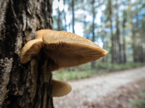 Crepidotus eucalyptorum image