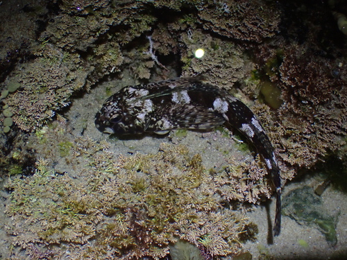 Eastern jumping blenny (Lepidoblennius haplodactylus) — Tripterygiidae