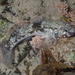 Bathygobius cocosensis - Photo (c) Nick Lambert,  זכויות יוצרים חלקיות (CC BY-NC-SA), הועלה על ידי Nick Lambert