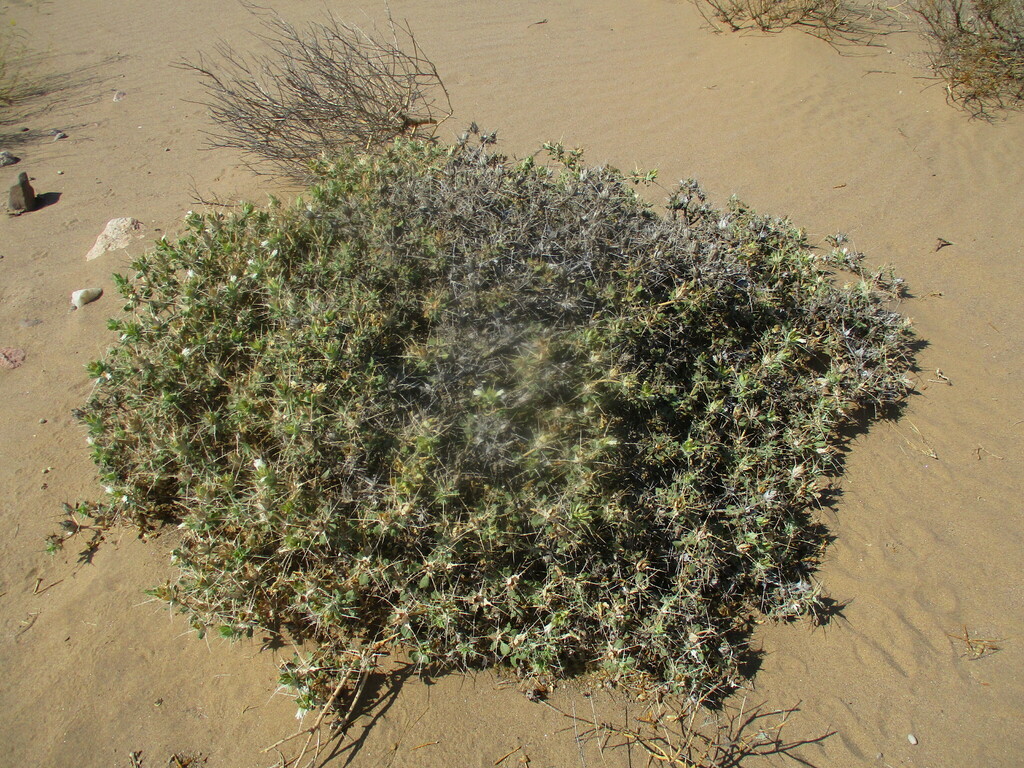 Blepharis ferox