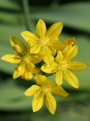 Allium moly