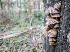 Mycena subgalericulata